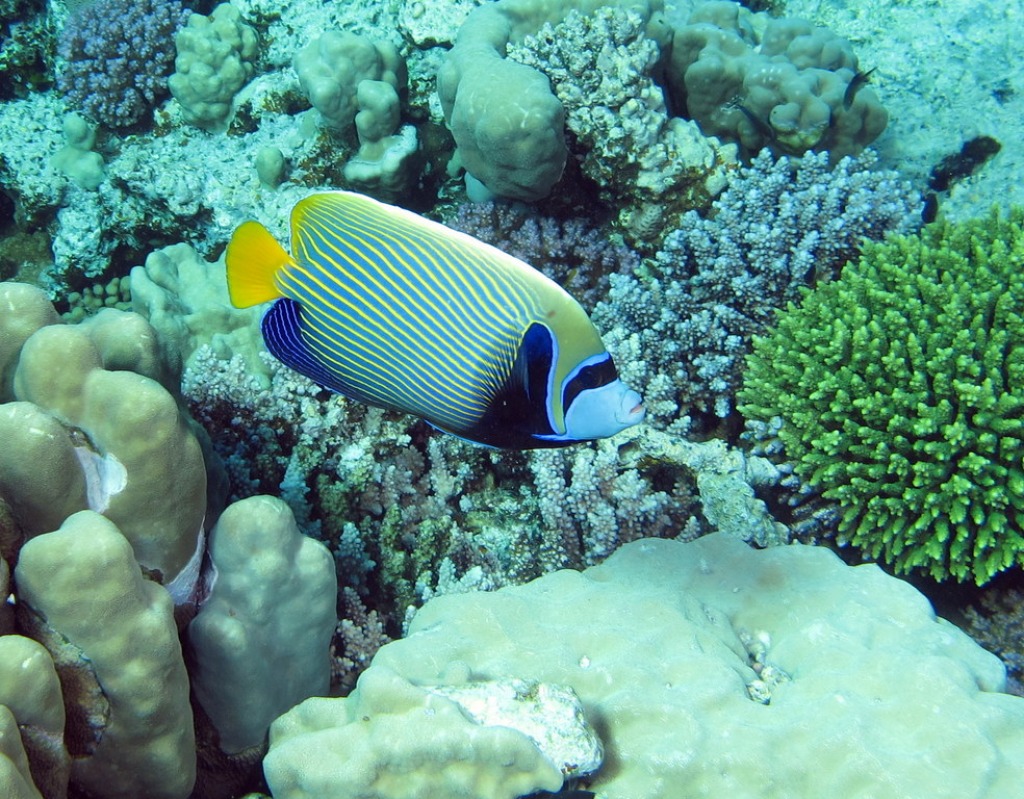 Emperor Angelfish, Red Sea, Egypt jigsaw puzzle in Under the Sea puzzles on TheJigsawPuzzles.com