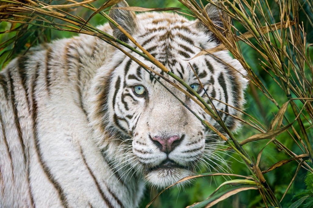 White Tiger jigsaw puzzle in Puzzle of the Day puzzles on TheJigsawPuzzles.com