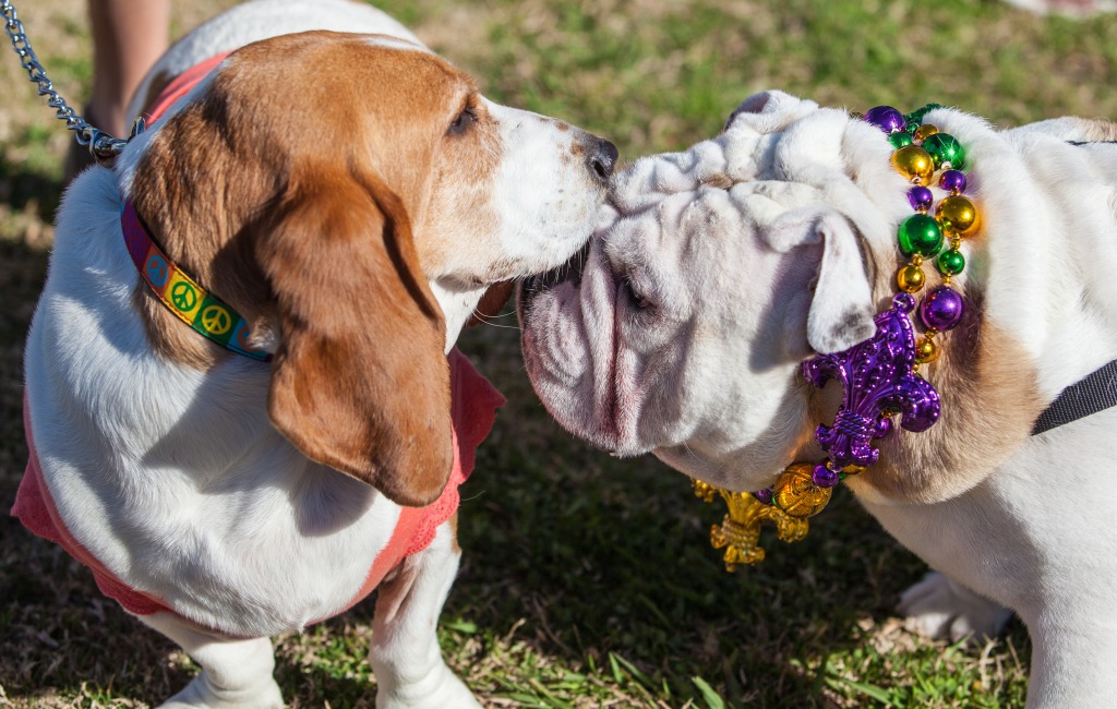 Pet Parade in Shreveport LA jigsaw puzzle in Animals puzzles on TheJigsawPuzzles.com