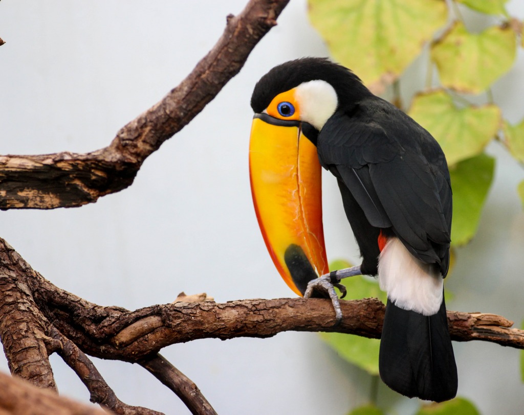 Toucan in the Copenhagen Zoo jigsaw puzzle in Animals puzzles on TheJigsawPuzzles.com
