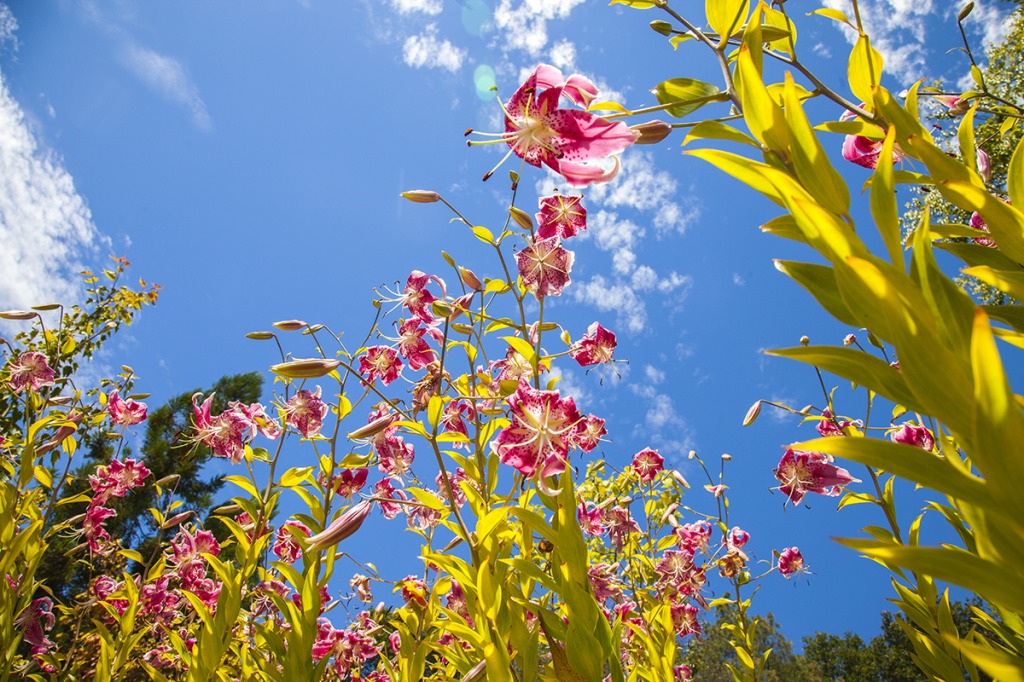 Lilium Speciosum jigsaw puzzle in Flowers puzzles on TheJigsawPuzzles.com