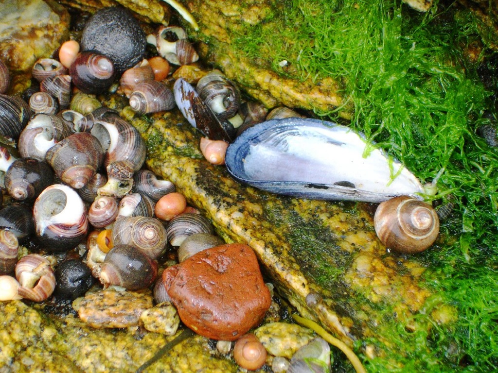 Shell Still Life jigsaw puzzle in Macro puzzles on TheJigsawPuzzles.com