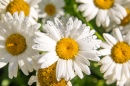 Daisies In the Sunlight