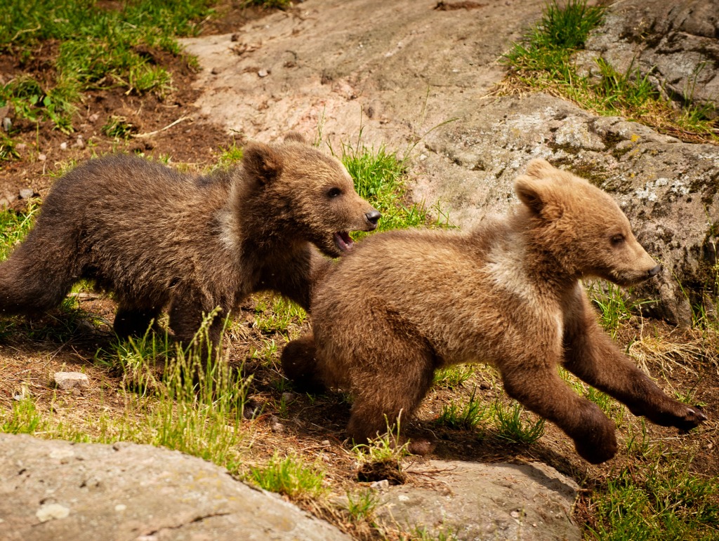 Bear Cubs jigsaw puzzle in Animals puzzles on TheJigsawPuzzles.com