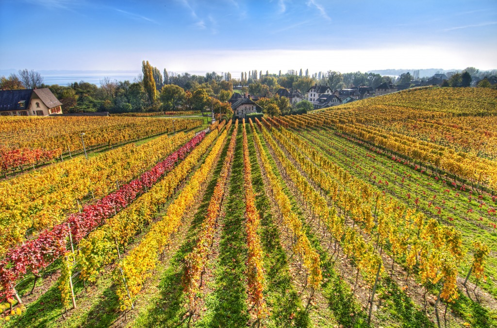 Vineyards between Auvernier and Serrières jigsaw puzzle in Great Sightings puzzles on TheJigsawPuzzles.com