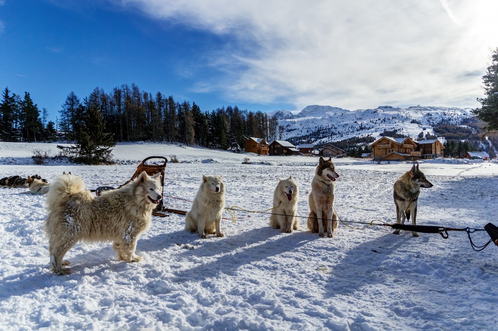 Family Photo jigsaw puzzle in Animals puzzles on TheJigsawPuzzles.com