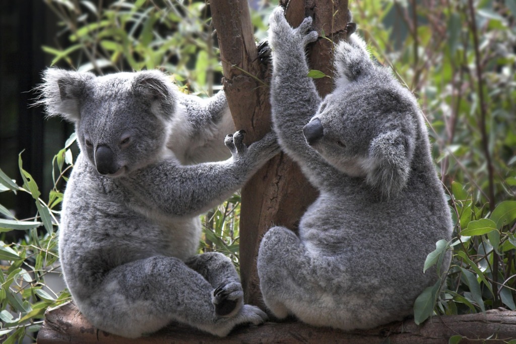 A Pair of Koala jigsaw puzzle in Animals puzzles on TheJigsawPuzzles.com