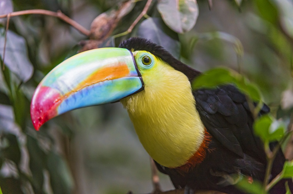 Nice Toucan in the Zürich Zoo jigsaw puzzle in Animals puzzles on TheJigsawPuzzles.com