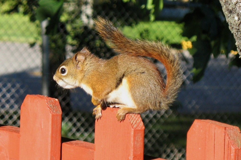 Sitting on the Fence jigsaw puzzle in Animals puzzles on TheJigsawPuzzles.com