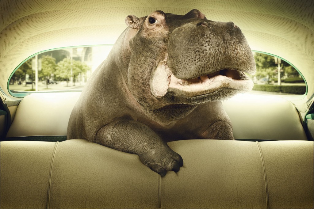 Happy Hippo jigsaw puzzle in Animals puzzles on TheJigsawPuzzles.com