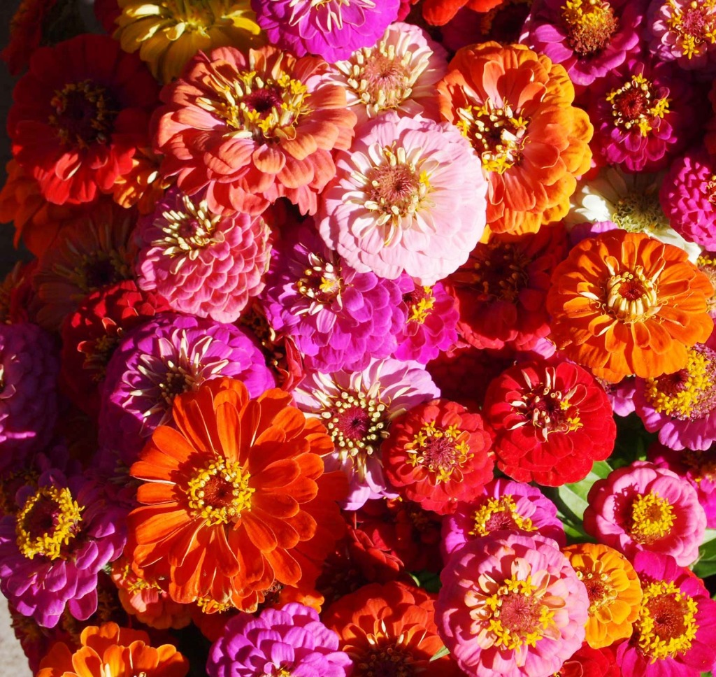 Zinnias jigsaw puzzle in Flowers puzzles on TheJigsawPuzzles.com