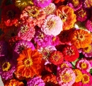 Zinnias