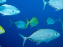 School at Sataya Reef, Red Sea, Egypt