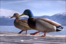 A Mallard Couple at Lake Tahoe