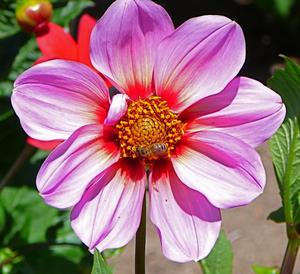 Dahlia jigsaw puzzle in Flowers puzzles on TheJigsawPuzzles.com