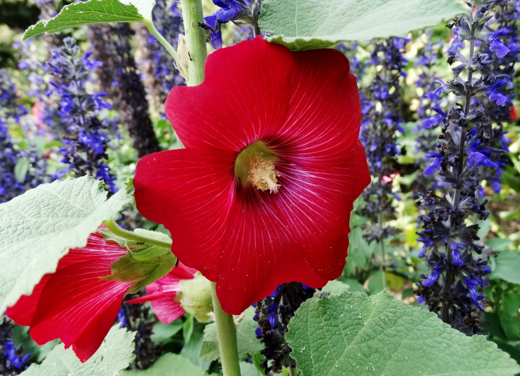 Red Holly Hock jigsaw puzzle in Macro puzzles on TheJigsawPuzzles.com