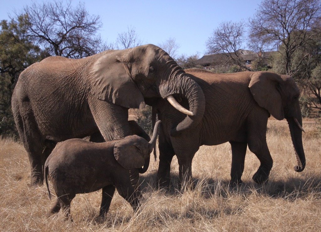 Elephants at Glen Afric jigsaw puzzle in Animals puzzles on TheJigsawPuzzles.com