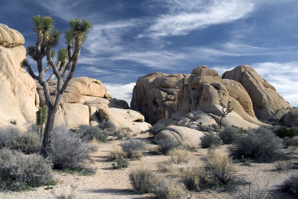 Joshua Tree National Park jigsaw puzzle in Great Sightings puzzles on TheJigsawPuzzles.com