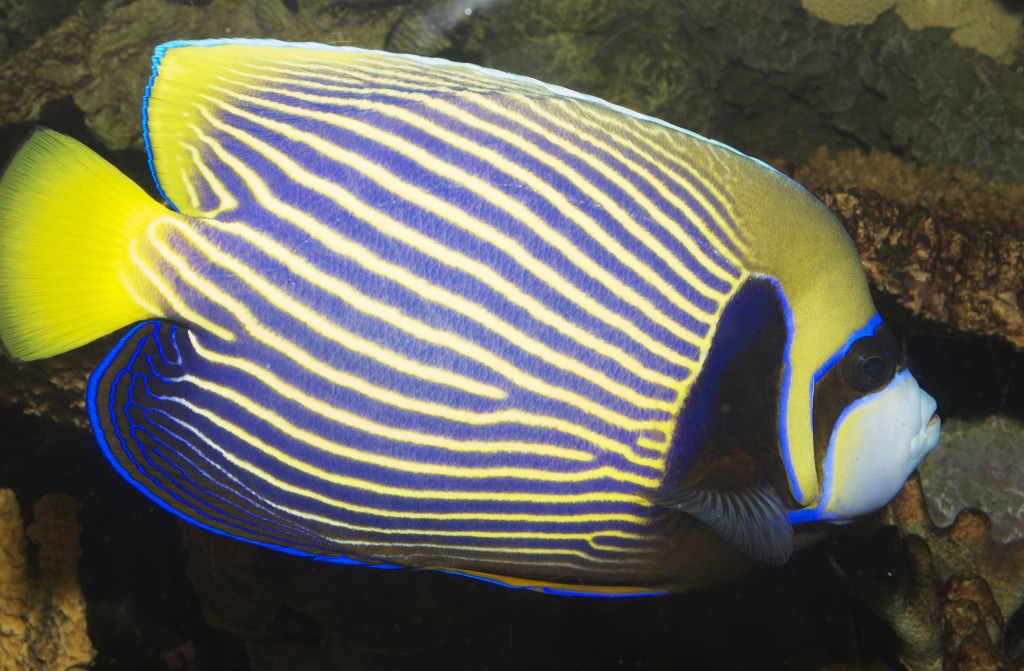 Emperor Angelfish jigsaw puzzle in Under the Sea puzzles on TheJigsawPuzzles.com