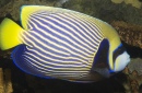 Emperor Angelfish