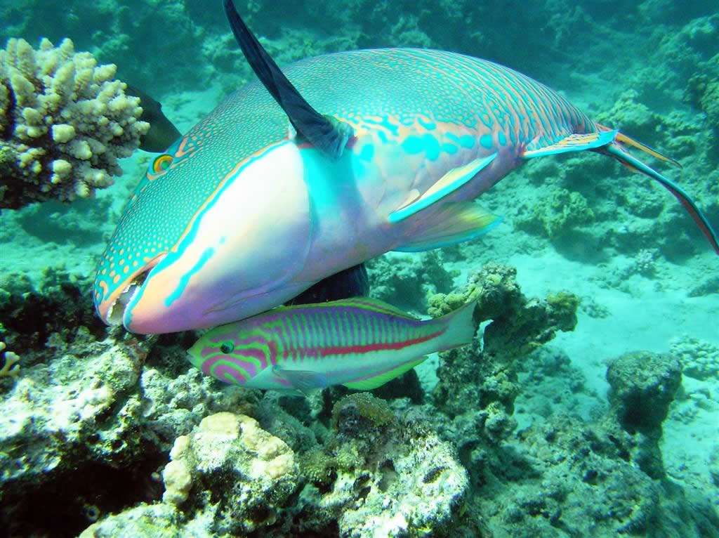 Parrotfish with Klunzinger's Wrasse jigsaw puzzle in Under the Sea puzzles on TheJigsawPuzzles.com