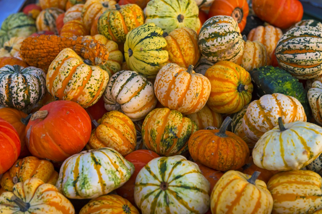 Lots of Colorful Pumpkins jigsaw puzzle in Fruits & Veggies puzzles on TheJigsawPuzzles.com