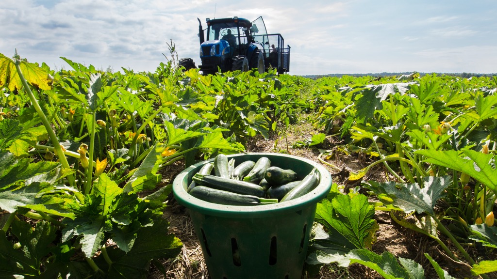 Just-picked Green Zucchini Squash jigsaw puzzle in Fruits & Veggies puzzles on TheJigsawPuzzles.com