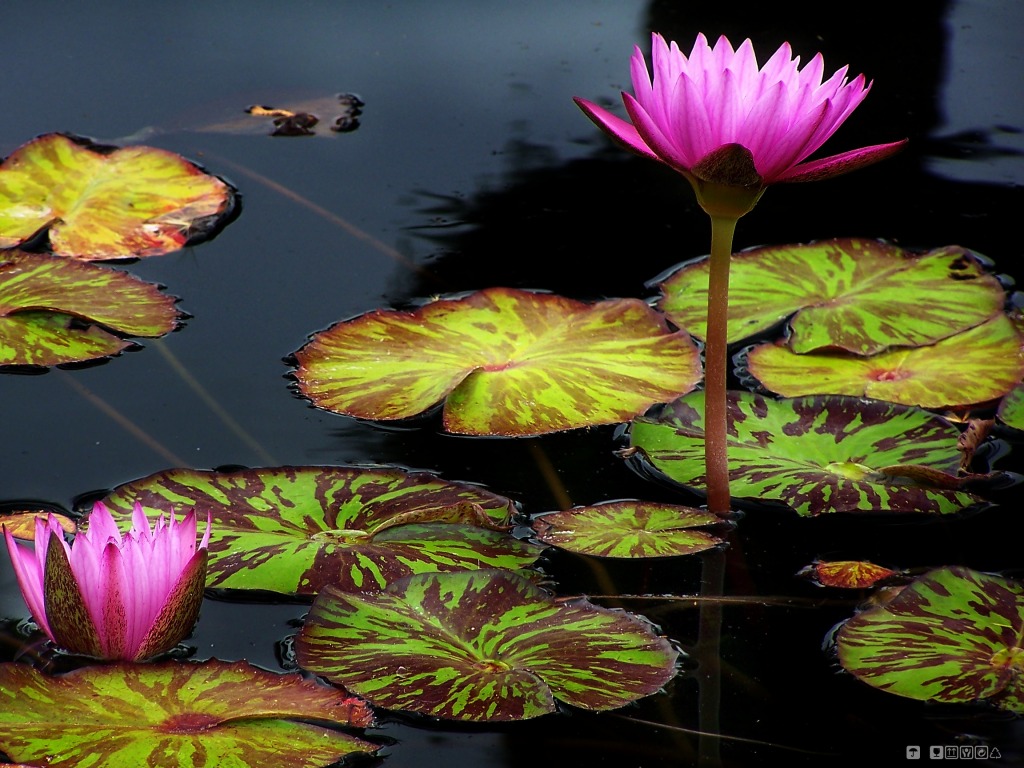 Flower Still Water jigsaw puzzle in Flowers puzzles on TheJigsawPuzzles.com