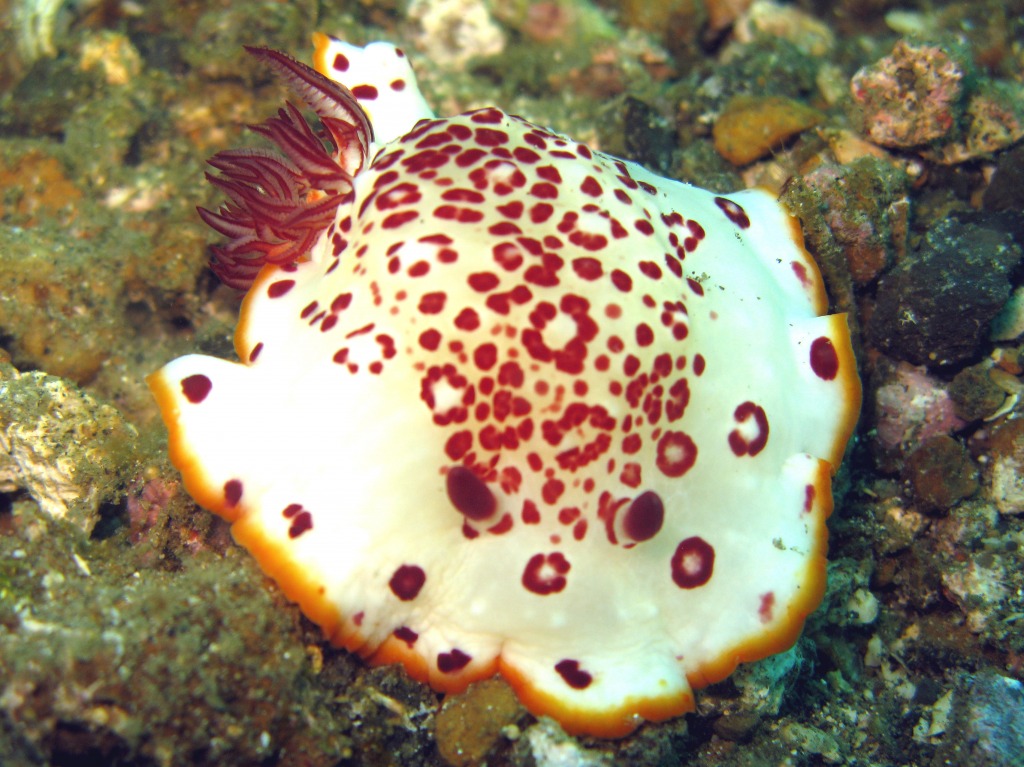 Chromodoris Sp. jigsaw puzzle in Under the Sea puzzles on TheJigsawPuzzles.com