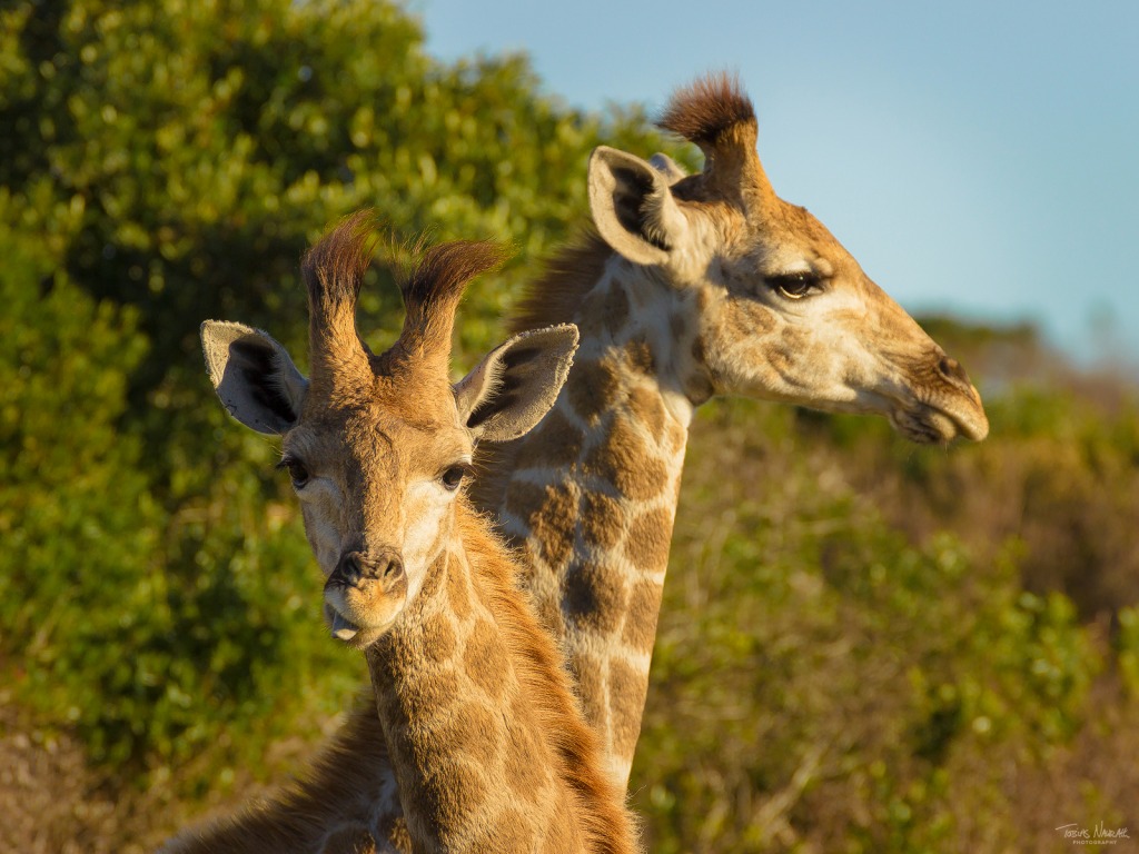 Giraffes Portrait, Eastern Cape, South Africa jigsaw puzzle in Animals puzzles on TheJigsawPuzzles.com