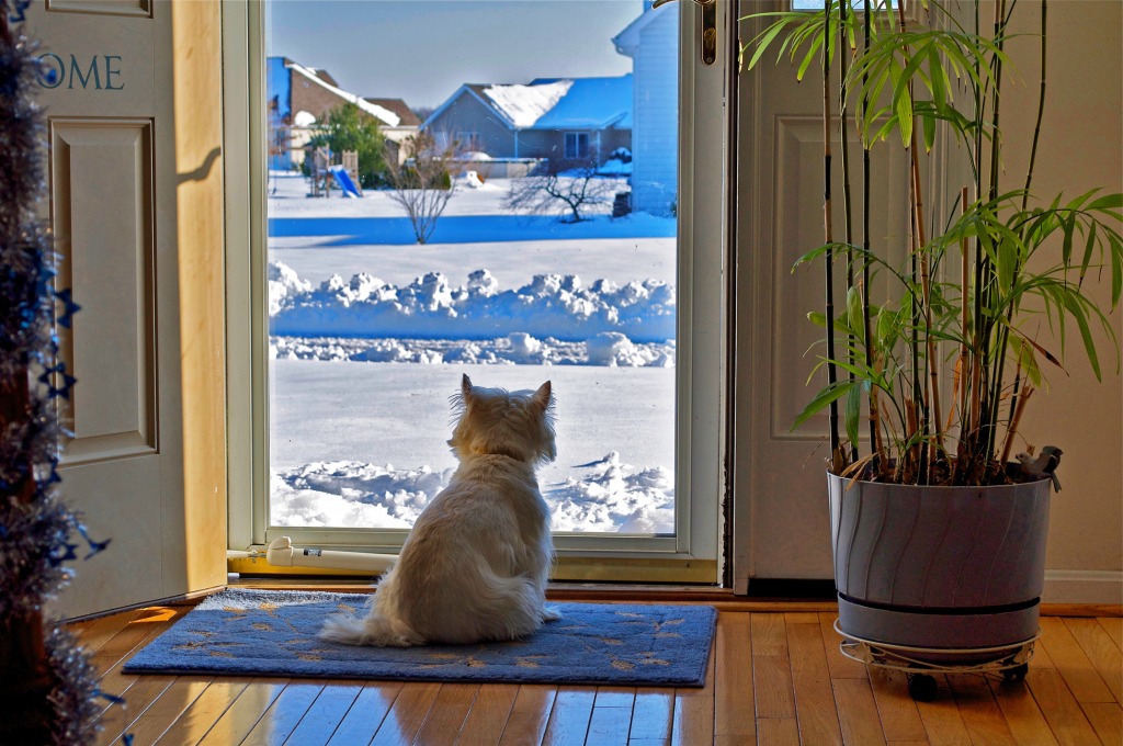 But I Want to Go Out to Play! jigsaw puzzle in Animals puzzles on TheJigsawPuzzles.com