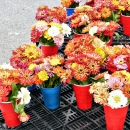 Oak Park Farmer's Market, IL