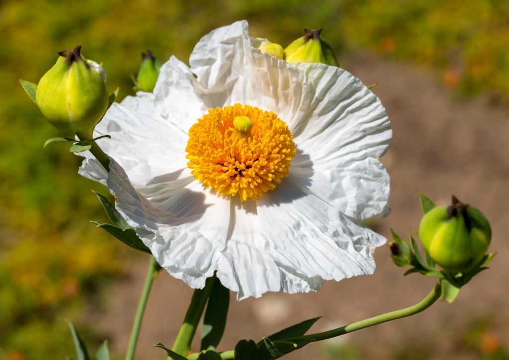 Matilija Poppy, Descanso Gardens, LA jigsaw puzzle in Macro puzzles on TheJigsawPuzzles.com