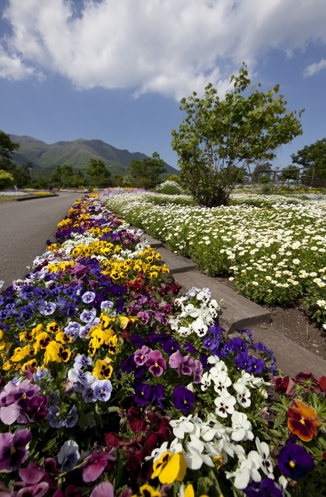 Kujuu-Hana-Kouen Park, Japan jigsaw puzzle in Flowers puzzles on TheJigsawPuzzles.com