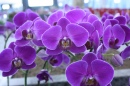 Flowers at Hong Kong Airport