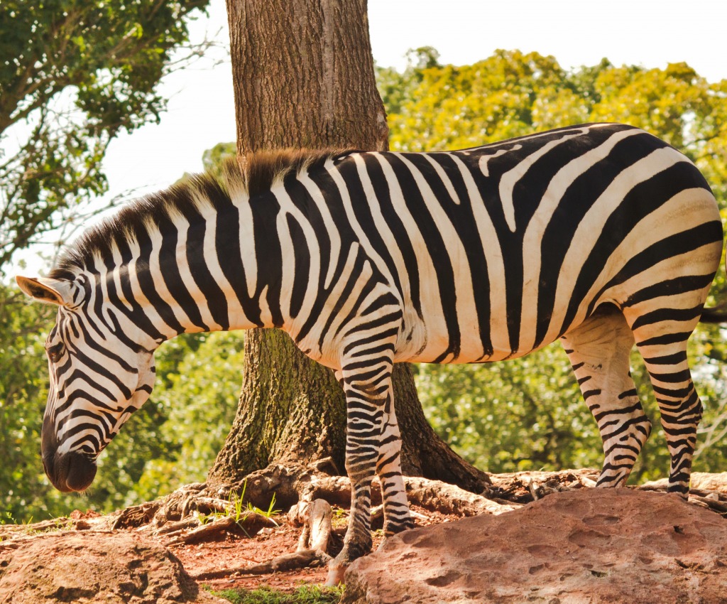 Zebra jigsaw puzzle in Animals puzzles on TheJigsawPuzzles.com