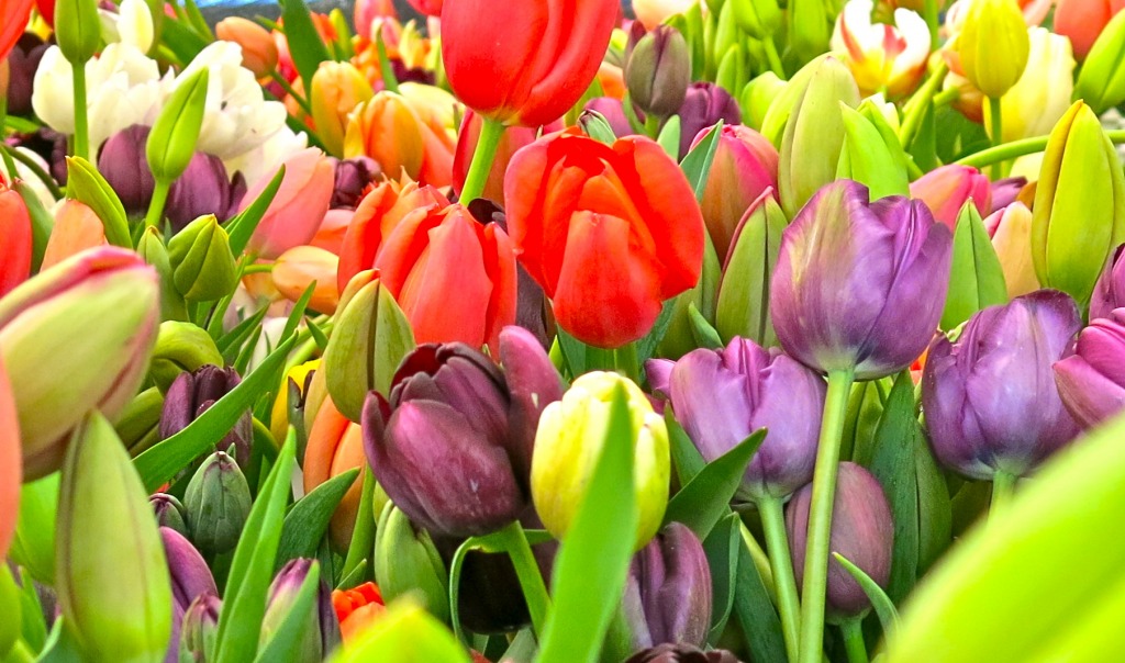 Tulips, Farmers Market, Oakland, California jigsaw puzzle in Flowers puzzles on TheJigsawPuzzles.com