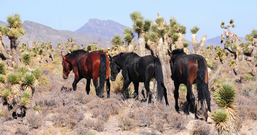 Wild Horses jigsaw puzzle in Puzzle of the Day puzzles on TheJigsawPuzzles.com