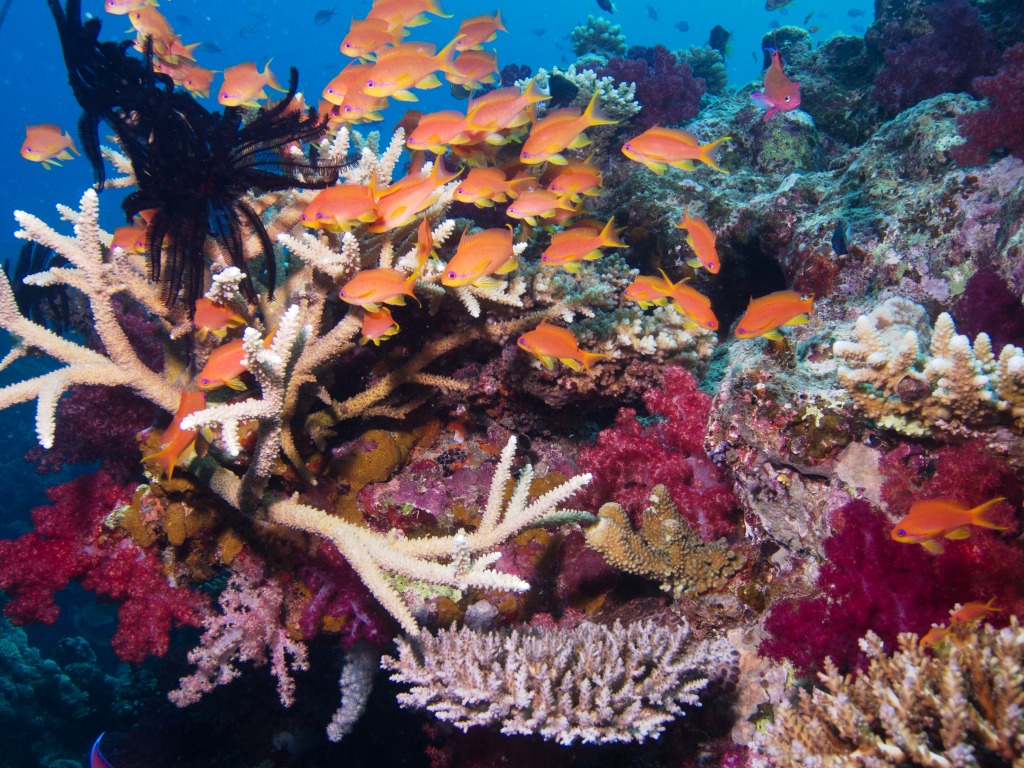 Fiji Taveuni Orange Anthias jigsaw puzzle in Under the Sea puzzles on TheJigsawPuzzles.com