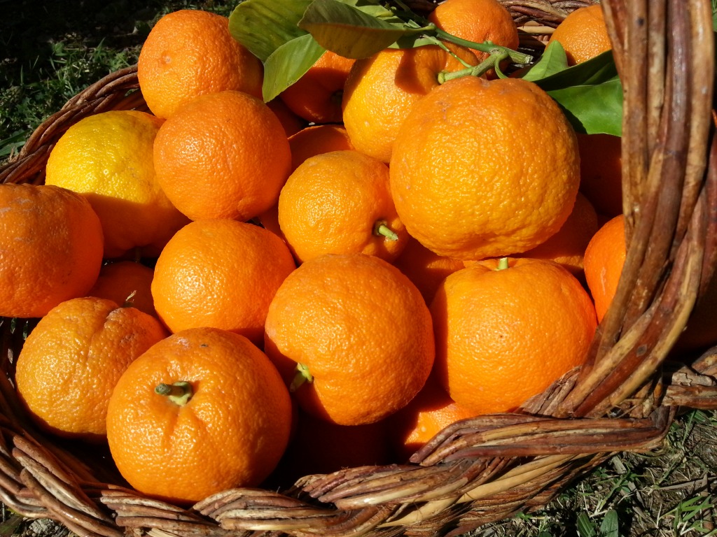 Harvesting Oranges jigsaw puzzle in Fruits & Veggies puzzles on TheJigsawPuzzles.com