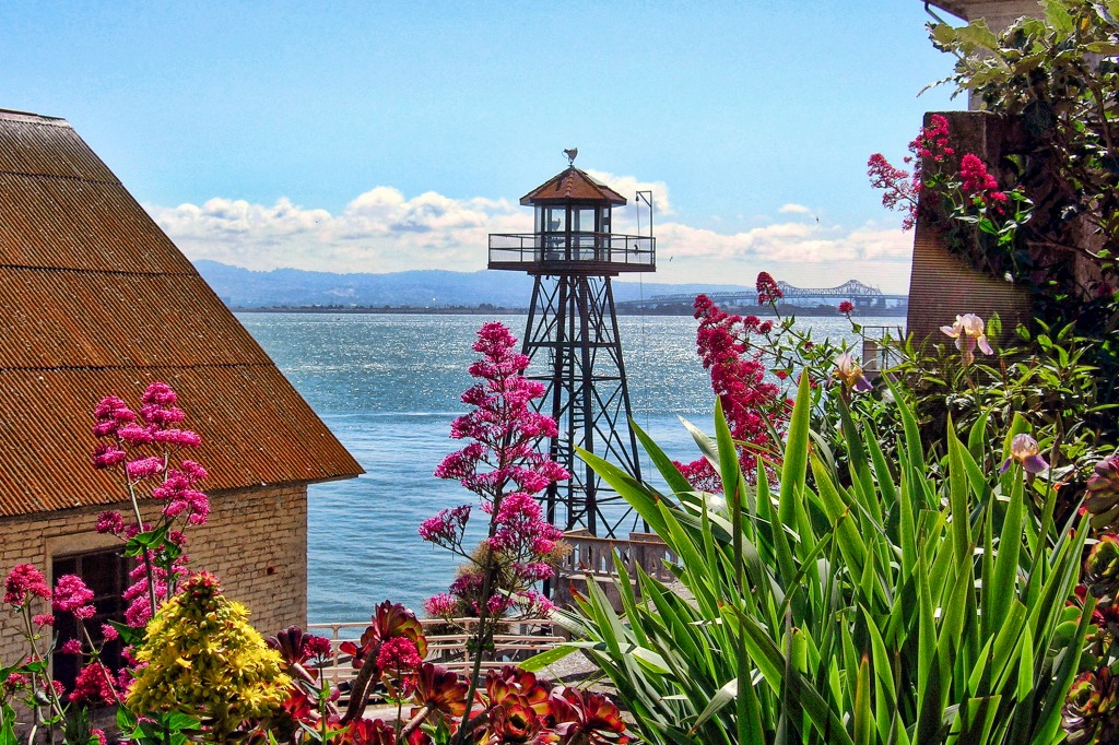 View from Alcatraz Island, San Francisco jigsaw puzzle in Flowers puzzles on TheJigsawPuzzles.com