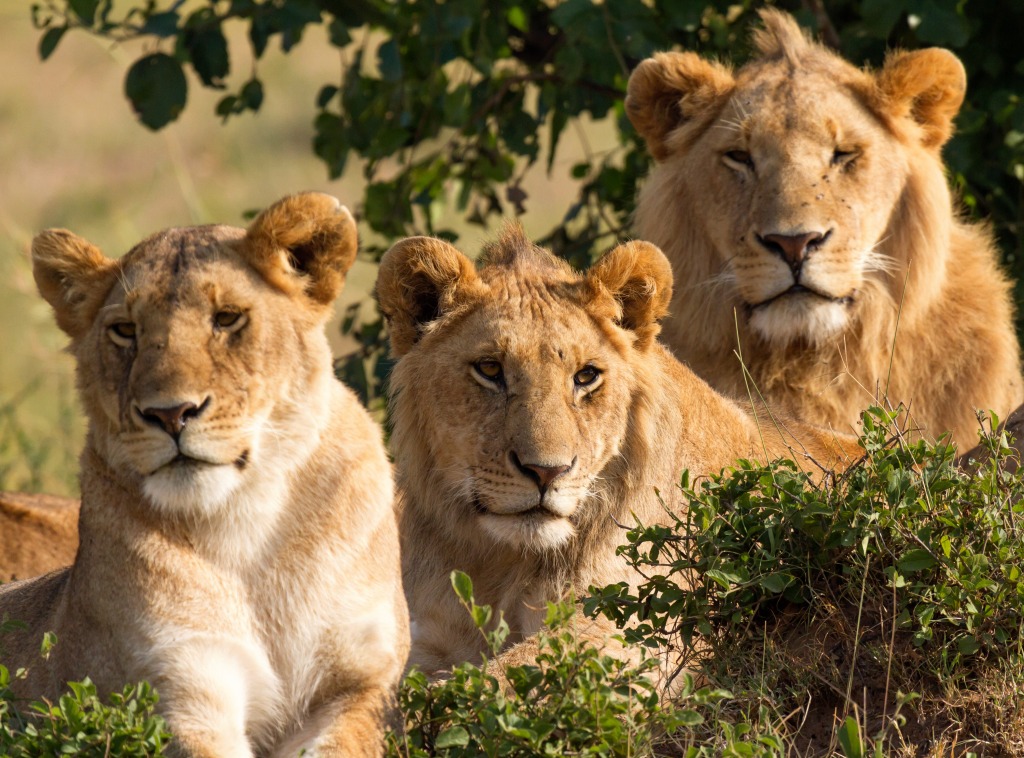Lions Family Portrait jigsaw puzzle in Animals puzzles on TheJigsawPuzzles.com