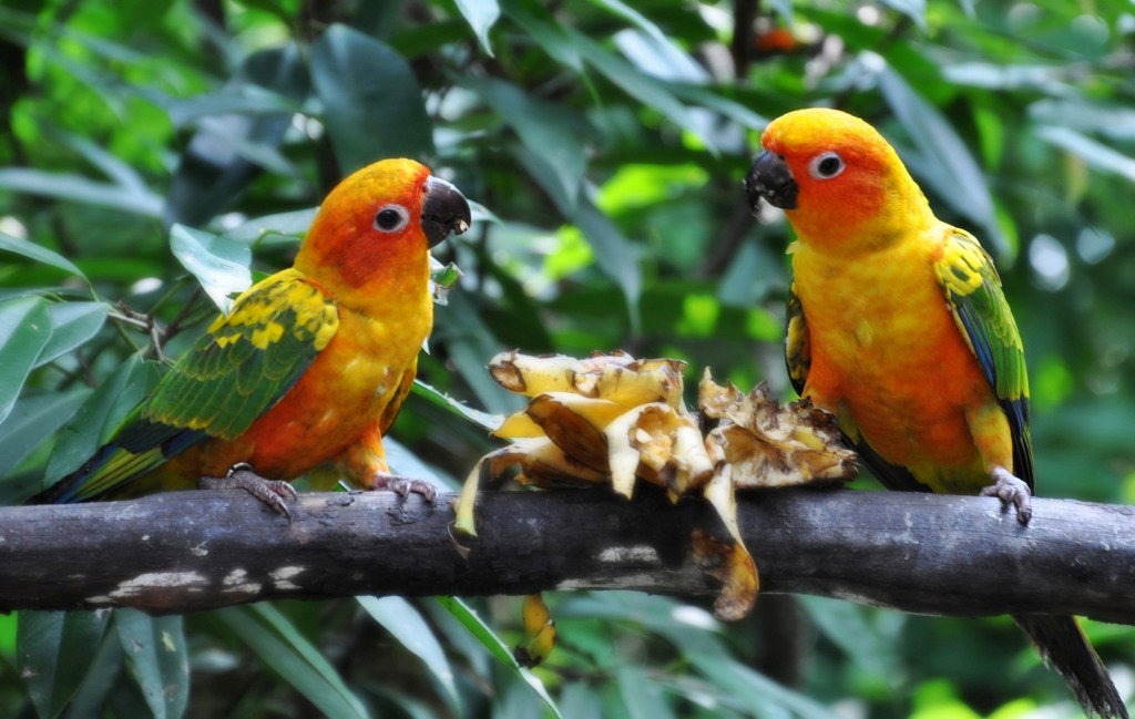 Jurong Bird Park jigsaw puzzle in Puzzle of the Day puzzles on TheJigsawPuzzles.com