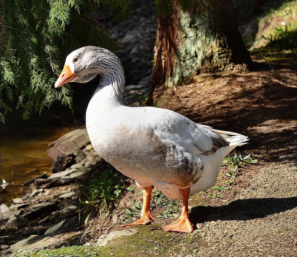 Goose Close-Up jigsaw puzzle in Animals puzzles on TheJigsawPuzzles.com