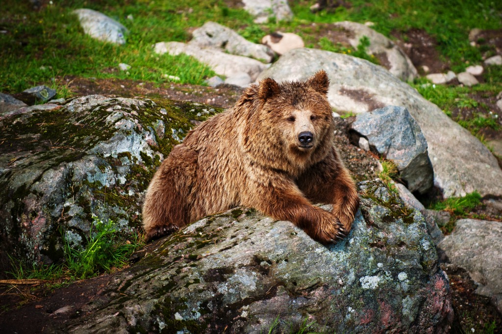 Brown Bear jigsaw puzzle in Animals puzzles on TheJigsawPuzzles.com