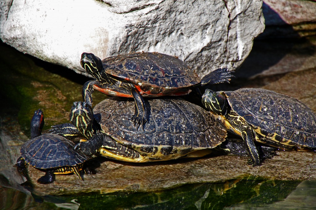 Turtles Basking in the Sun jigsaw puzzle in Animals puzzles on TheJigsawPuzzles.com