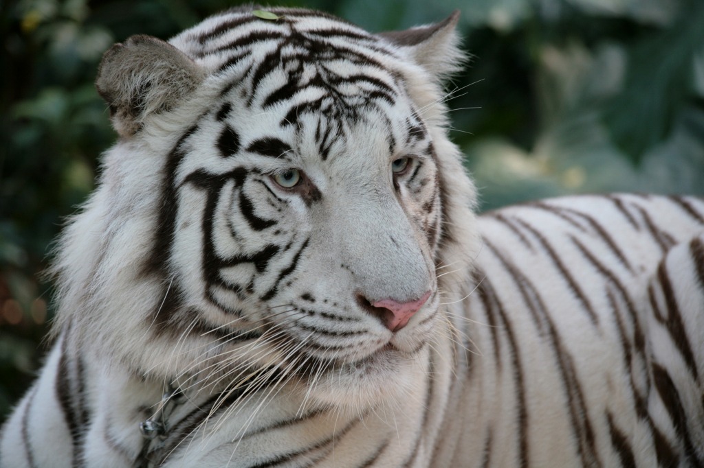 Bengali White Tiger jigsaw puzzle in Animals puzzles on TheJigsawPuzzles.com