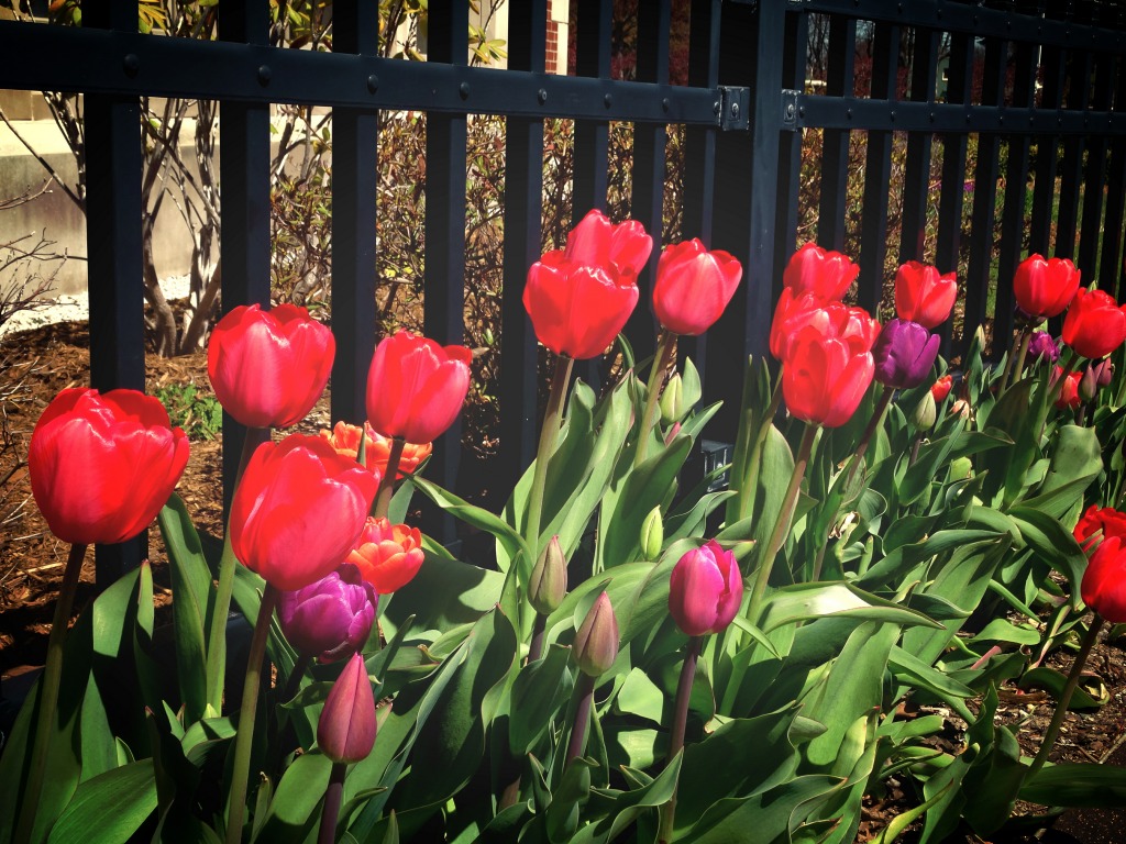 Tulip Fence jigsaw puzzle in Flowers puzzles on TheJigsawPuzzles.com