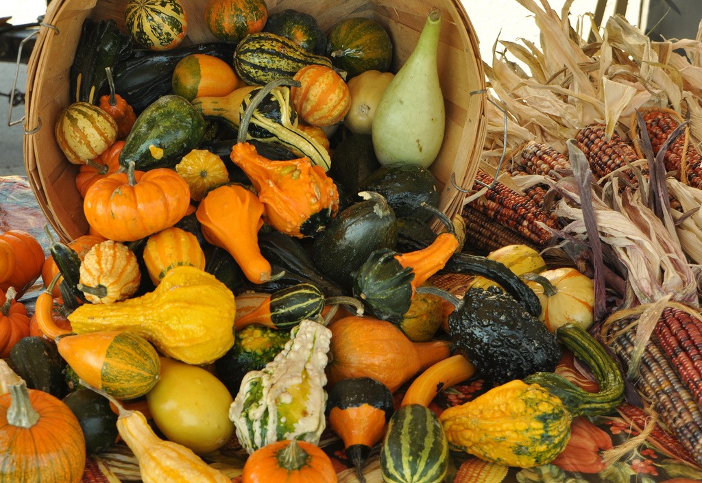 Gourds and Squashes jigsaw puzzle in Fruits & Veggies puzzles on TheJigsawPuzzles.com