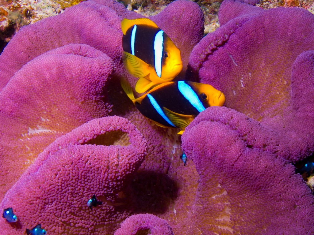 Anemone Fish, Taveuni Island, Fiji jigsaw puzzle in Under the Sea puzzles on TheJigsawPuzzles.com